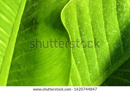  Abstract pattern of texture of banana leaf