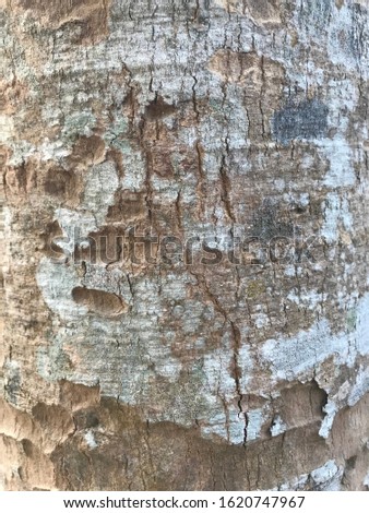 Wood photo for background or texture