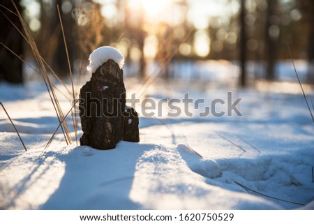 stump in a winter forest covered with snow