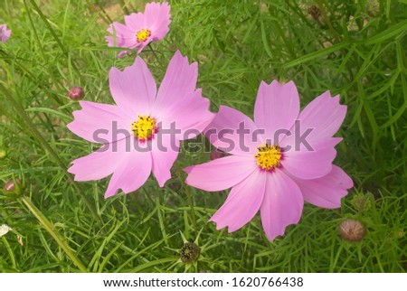 A beautiful flower Pink Cosmos and beauty of nature