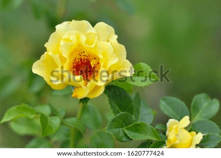 Beautiful closeup yellow rose flower picture in the garden. Natural beauty spirit, summer sunshines and gardening concept. Floristic composition.
