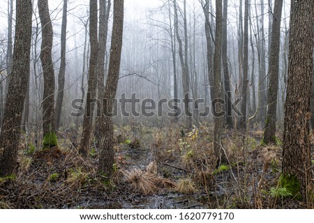 Picture of gloomy  forest woodland landscape in late autumn . Samogitia region in Lithuania/Europe.