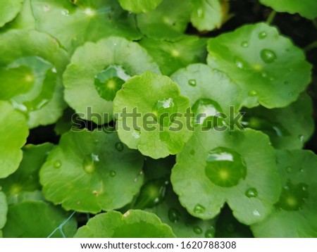 Centella asiatica, Medicinal plants that have medicinal properties Royalty-Free Stock Photo #1620788308