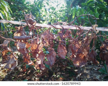 A dry vine wrapped around a white rope.