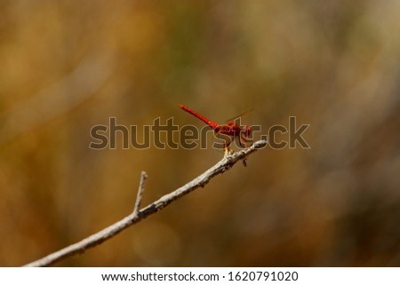 Red dragonfly on a tree.