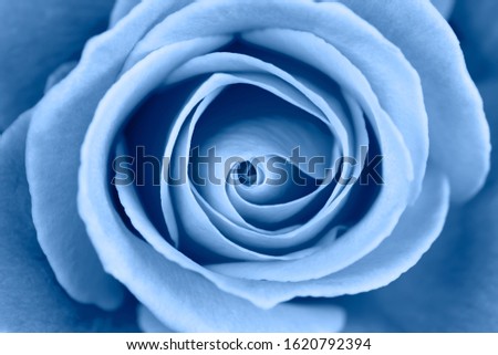 Vibrant fresh toned blue rose close up. Rose head macro photo background. Template or mock up. Top view. Deep focus