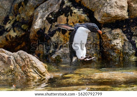 Pebble Island Falkland Islands penguin