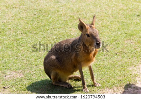 Large Patagonian hare sits on green grass in mountains