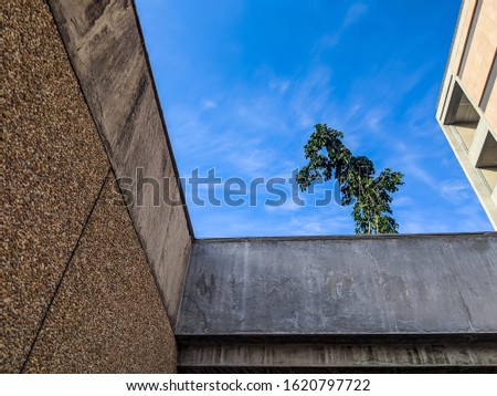 Beautiful winter sky, geometrical shapes of the building and a plant.