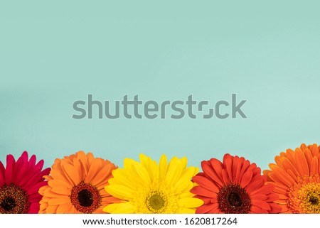 Different color flowers gerberas on a light blue background, free copy space