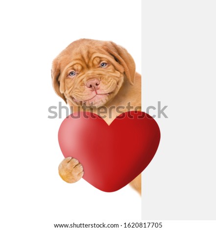 Smiling puppy holds red heart behind empty white banner. isolated on white background