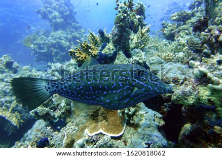 Scrawled Filefish on Coral Reef in Red sea                               