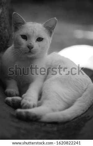 Black and white picture of a cat