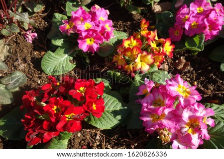 Colorful  primula flowers blooming in winter.