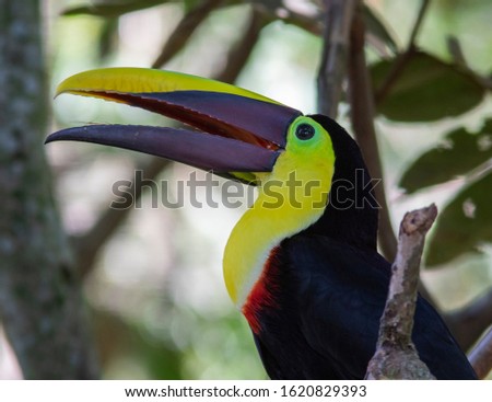 Choco Toucan (Ramphastos brevis) in the colombian jungle