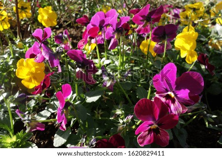 Purple and Yellow pansies blooming in the flowerbed.