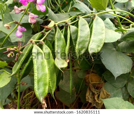 Hyacinth Green Beans hanging in the garden in rural area Royalty-Free Stock Photo #1620835111