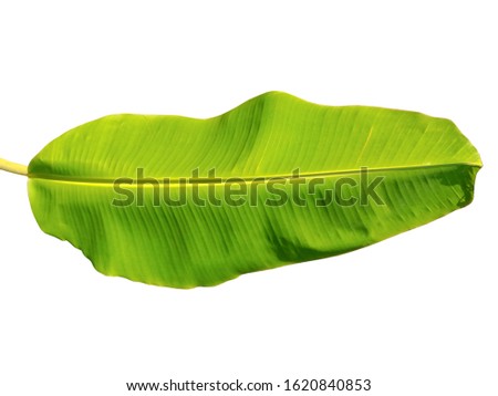 Banana leaf isolated on white background with clipping path