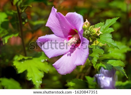 Bright Hibiscus flower with raindrops blooming in the tropical garden, in soft focus on natural green bokeh background