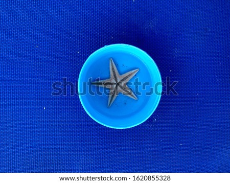 Sea Star in blue bowl on blue background Cyprus