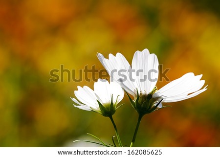 field of daisy flowers for adv or others purpose use