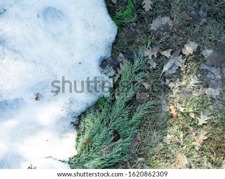 A thawed patch in the snow with green grass and juniper, spring scenery