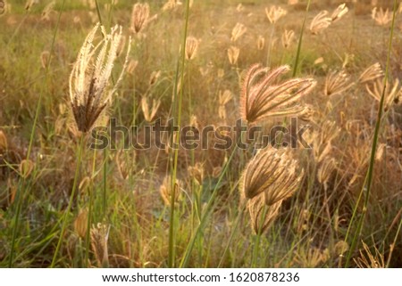 Grass flower in the sunrise. - Image
