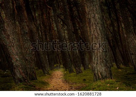 Narrow path leading to the dark spooky forest with gigantic trees. Fairy tail background concept. 