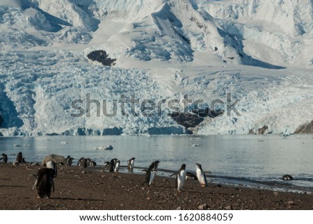 Gentoo Penguins with glacier in the background, Neko harbour,Antartica.