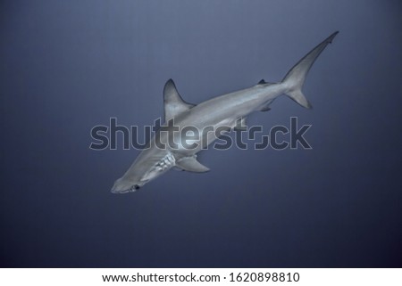 One hammerhead shark in deep blue water. Underwater photo