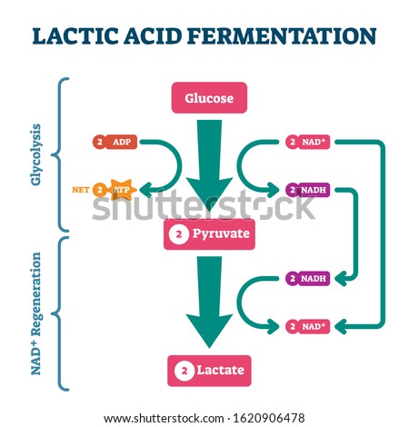 Lactic acid fermentation process scheme, labeled vector illustration diagram. Biological stages with glucose, pyruvate and lactate regeneration system. Bio science explained. Royalty-Free Stock Photo #1620906478