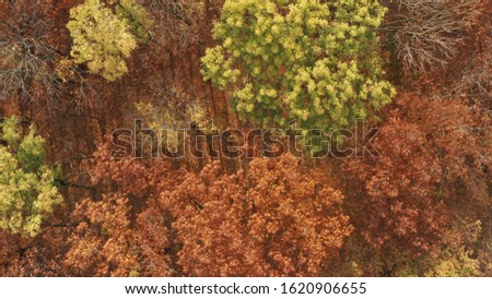 Beautiful autumn forest top view. Flying over the coniferous forest.