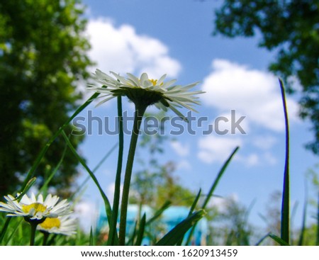 among green meadows and clovers, yellow white daisies              