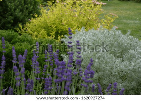 Blooming lavender and silver wormwood in the summer garden. Selective focus. Soft pastel colors in the decorative garden.