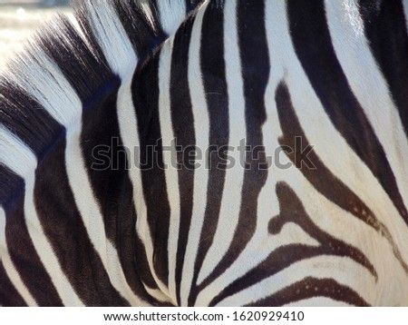                           Black and white zebra pattern     