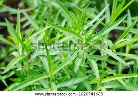 Fresh green Tarragon herb plant in vegetable garden Royalty-Free Stock Photo #1620941668
