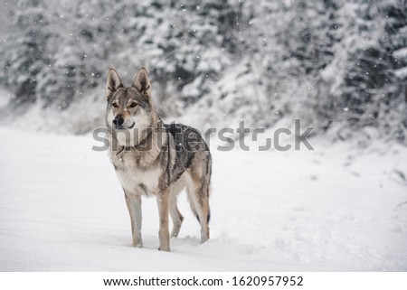 wolfdog standing in a snow nature