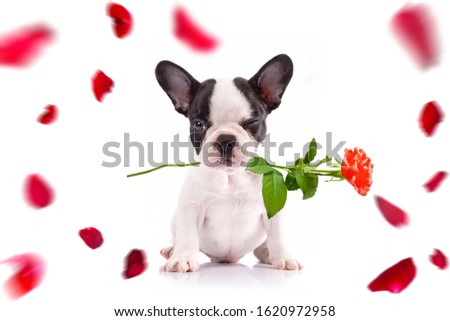 French bulldog poppy with red rose in the muzzle for valentines day.