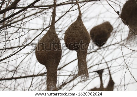 Southern masked weaver Nests On A Tree