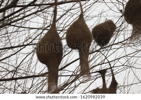 Southern masked weaver Nests On A Tree