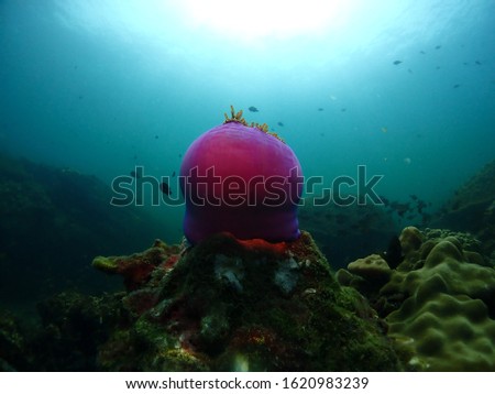 Pink coral in the deep ocean with sunlight in the background
