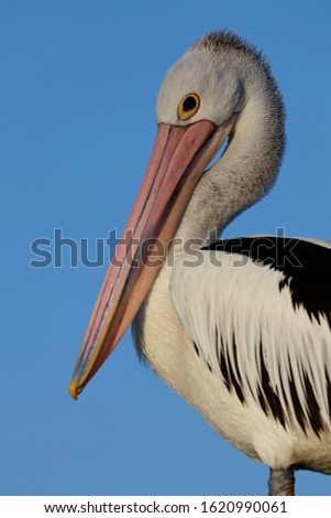 australian pelican in the state of victoria Royalty-Free Stock Photo #1620990061