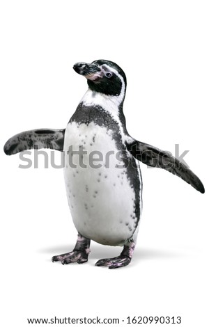 A Penguin in white background