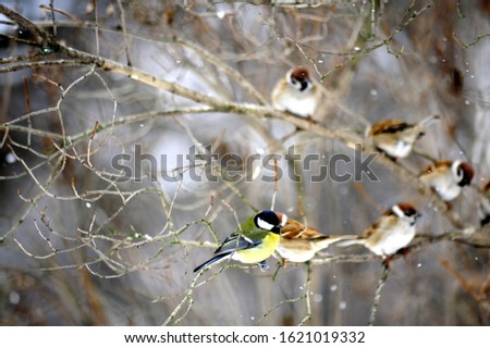 snow falls and on the branches sit a tit with sparrows