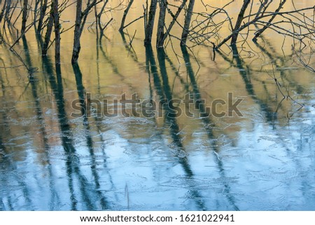 The surface of the lake, covered with thin ice and trees with their reflection in the water of the lake. 