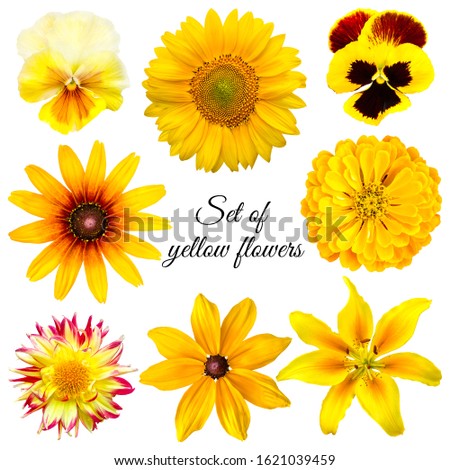Set of yellow flowers: pansies, sunflower, rudbeckia, zinnia, dahlia, lily. Flowers on a white background. Objects for graphic design.