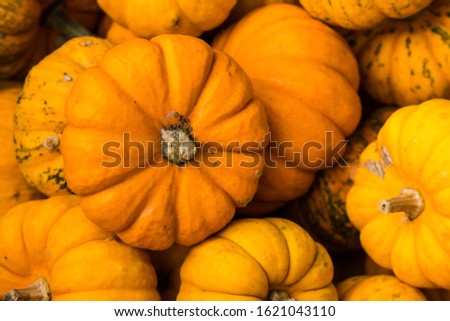 Golden autumn in Germany Halloween many classic orange pumpkin