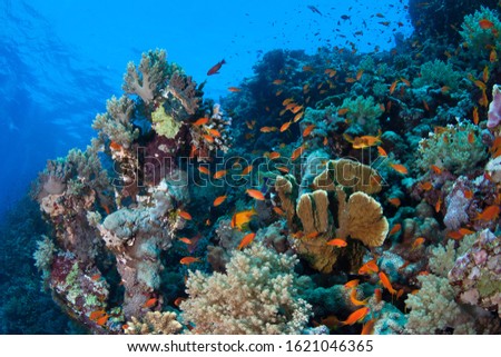 Photo of beautiful coral colony.
