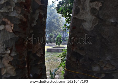 background, wallpaper, the lush greenery of a park,tree,trunk,brown,thick,small,wallpaper,backgrounds,parks,outdoors,green,vivid,fresh,natural,nature,dark green,dawn,foliage,beauty,beautiful,imagine