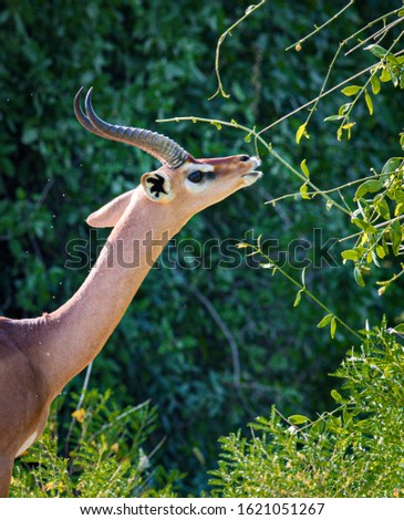 Male gerenuk which means giraffe-necked, stretches his long neck